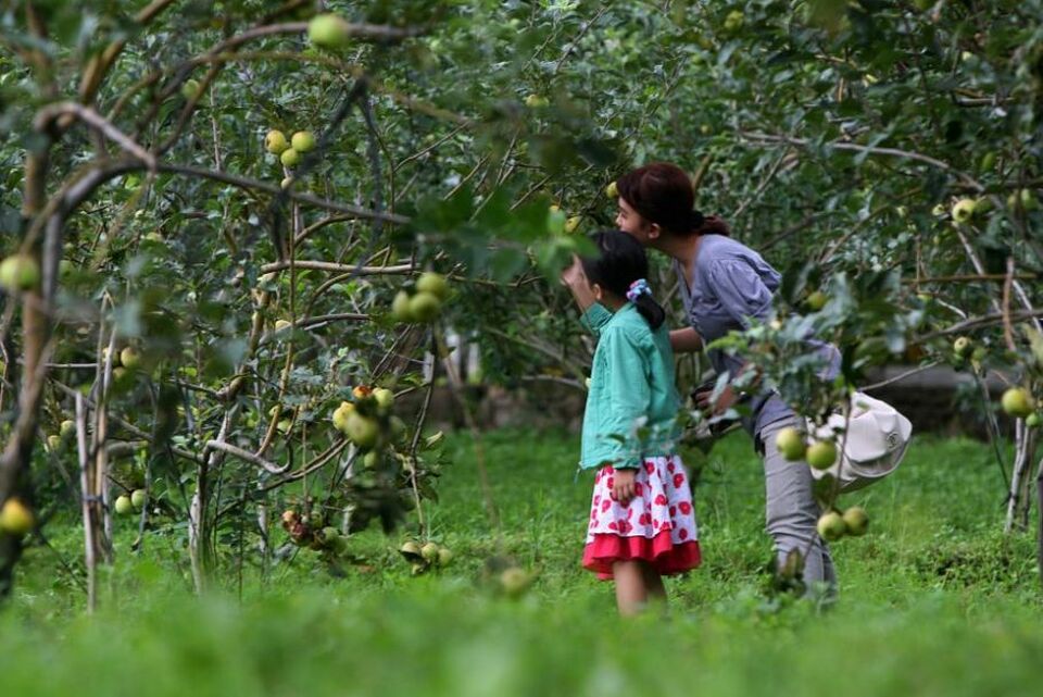 Sensasi Petik Makan Apel Di Swiss Kecil Indonesia