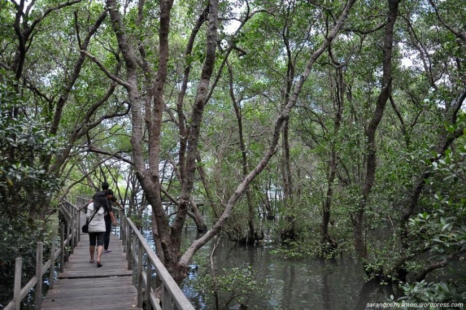 Hutan mangrove di Wonorejo, Surabaya.