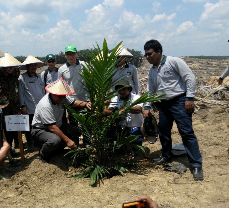 Peremajaan 310 hektare Kebun Sawit Plasma di Siak, Riau, Rabu (20/4).