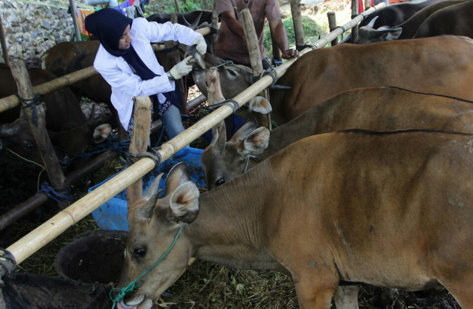 Dokter hewan memeriksa sapi untuk mengantisipasi penyebaran penyakit antraks.