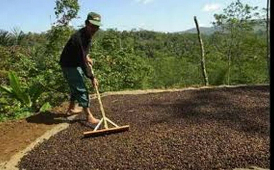Petani kopi sedang menjemur biji kopi. (Sumber: agro.kemenperin.go.id)
