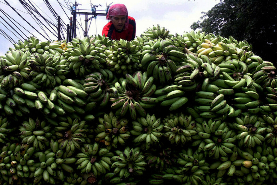 Ekspor Petani Pisang Mitra Ggp Naik 4 Kali Lipat