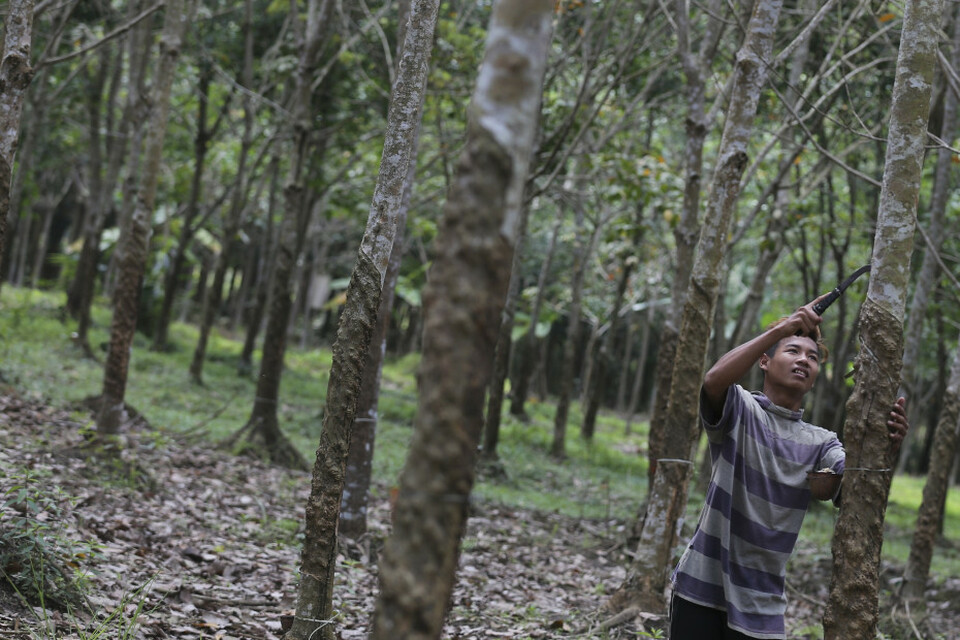 Kebun Karet