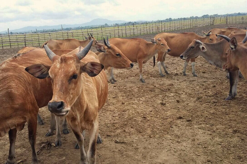 Peternakan sapi di Bombana.