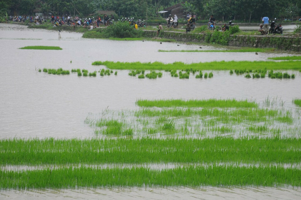 Ratusan Hektare Sawah Di Sulteng Terendam Banjir