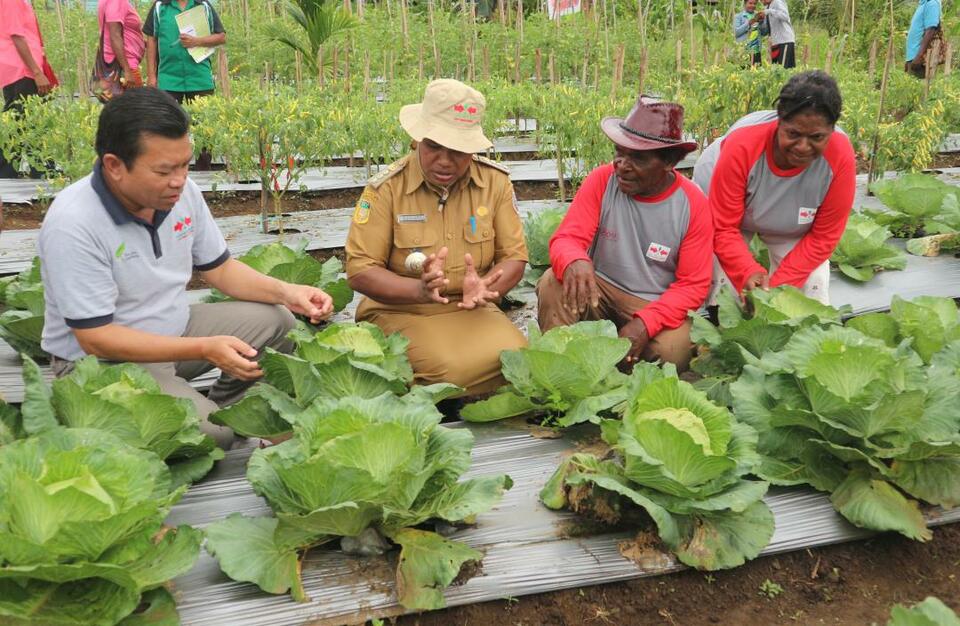 Papua Potensial Untuk Pengembangan Komoditas Holtikultura