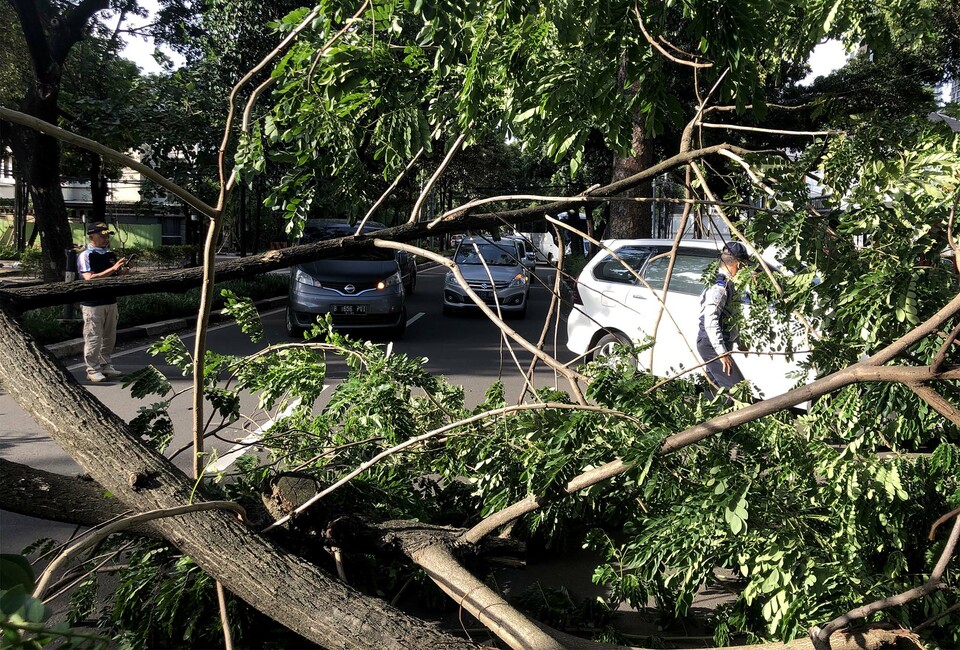 Pohon Tumbang Akibat Angin Kencang