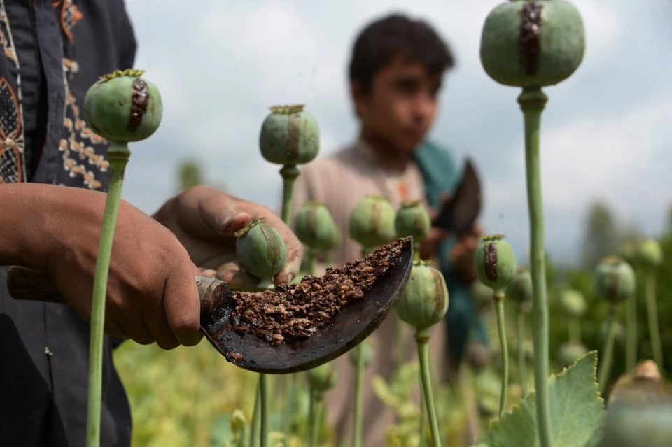 PBB Ungkap Budidaya Opium Di Myanmar Meningkat Sejak Junta Berkuasa