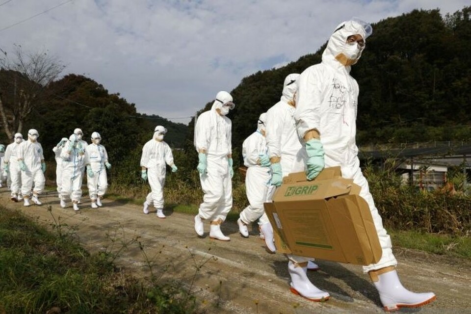 Petugas berpakaian pelindung berjalan menuju peternakan unggas untuk menyelidiki kasus dugaan flu burung di Higashikagawa, Jepang barat.
