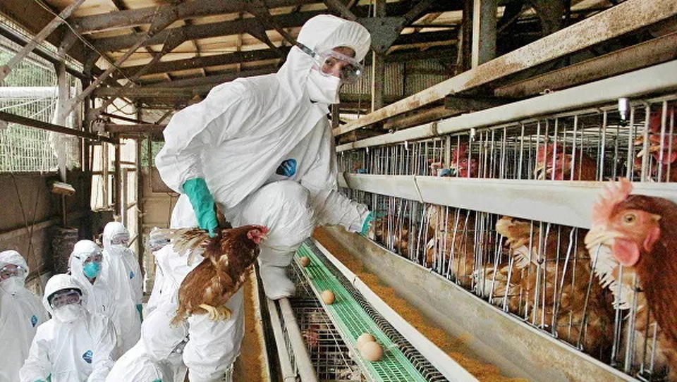 Petugas memeriksa ayam di peternakan terkait wabah flu burung di Jepang. 
