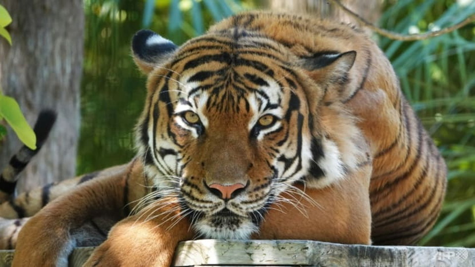 Eko, harimau Malaya berusia delapan tahun, ditembak mati di satu kebun binatang Florida setelah menggigit petugas kebersihan yang telah memasukkan tangannya ke dalam pagar kandang.