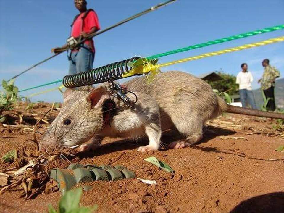 Magawa Tikus Pahlawan Pelacak Ranjau Darat Kamboja Mati Di Usia 8 Tahun 7825