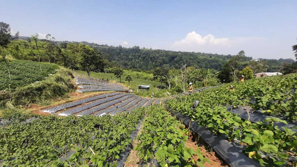 Kawasan kebun teh di Desa Tugu Selatan, Puncak, Jawa Barat yang akan dibangun Tol Puncak.