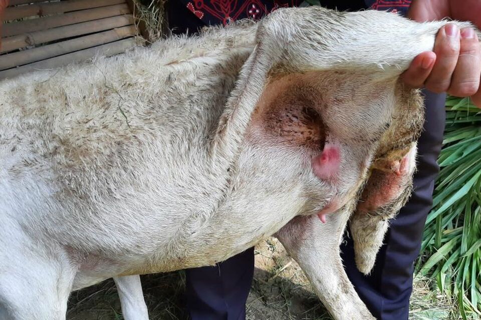 Hewan ternak di Kulon Progo terkena penyakit mulut dan kuku. 