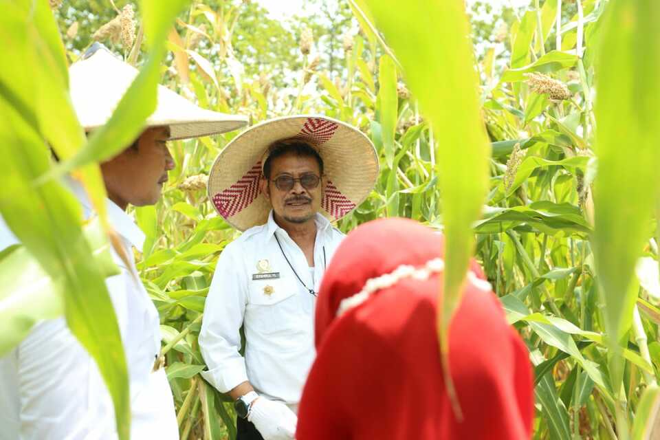 Menteri Pertanian (Mentan) Syahrul Yasin Limpo bersama Bupati Lamongan, Yuhronur Efendi melakukan panen sorgum di Kecamatan Sugio, Kabupaten Lamongan, Jawa Timur pada Senin 22 Agustus 2022.