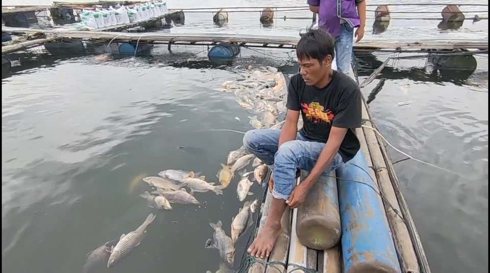 Cuaca ekstrem mengakibatkan ribuan ikan mati di Waduk Kedung Ombo, Boyolali, Jawa Tengah, Senin, 2 Januari 2023.