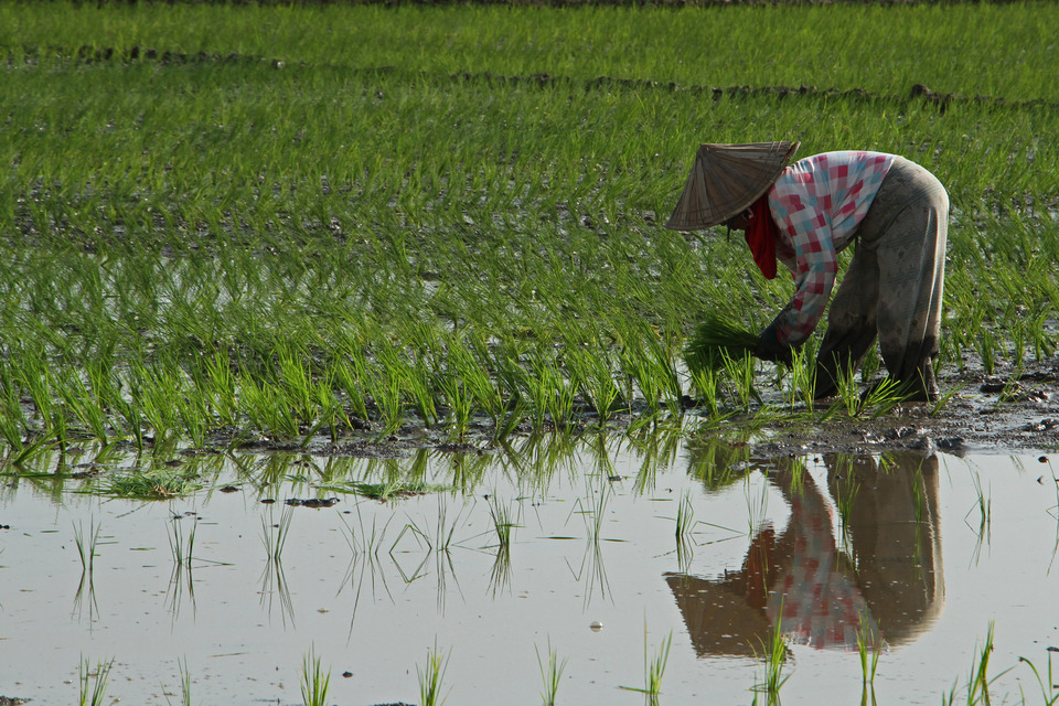 Ilustrasi penanaman padi di sawah.