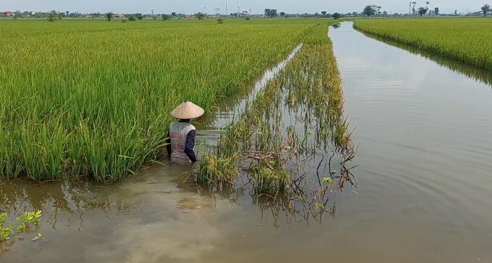 Banjir Di Kudus Belum Surut, 450 Hektare Sawah Masih Terendam Banjir