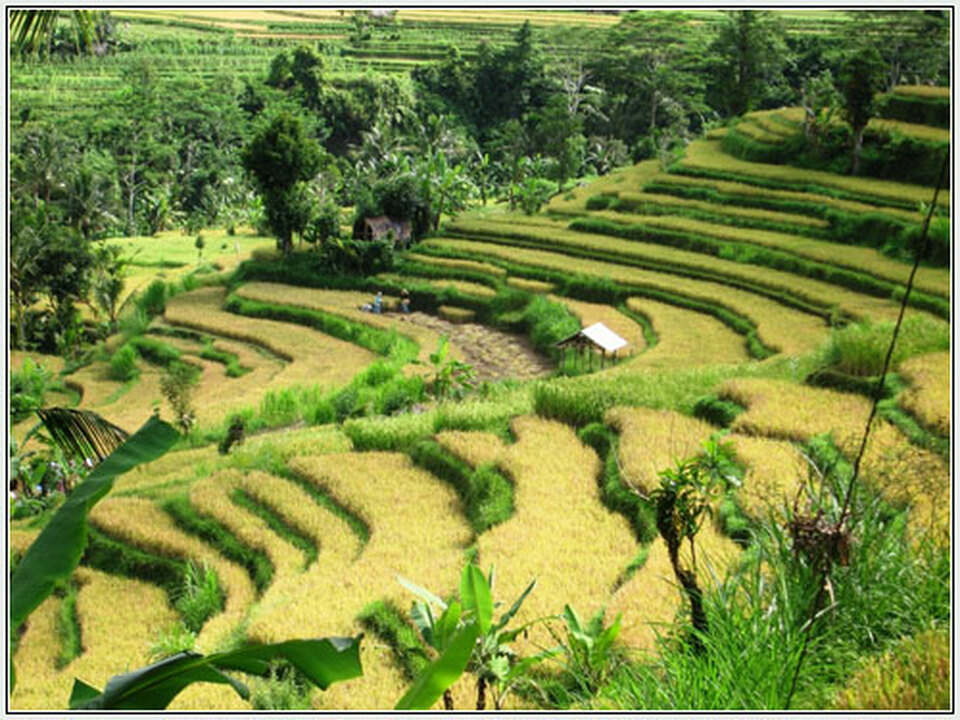 Keindahan Subak Bali Ditetapkan sebagai Warisan Dunia