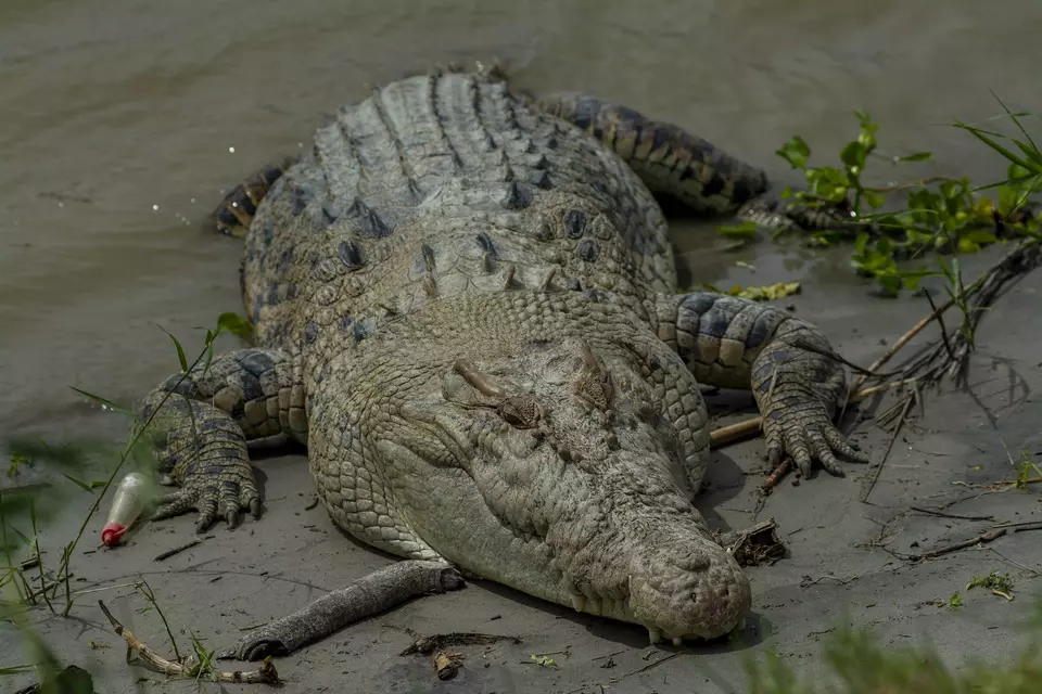 Buaya.