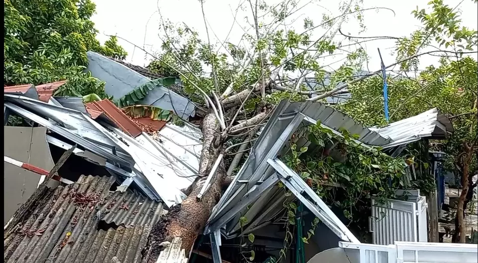 Sebuah pohon tumbang menimpa rumah warga di Perumahan Alamanda Regency, RT 003 RW 07, Desa Karang Satria, Kecamatan Tambun Utara, Kabupaten Bekasi, Jawa Barat, Kamis, 9 Februari 2023.