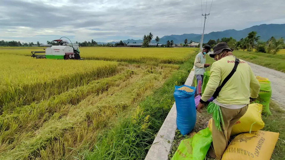 Suasana panen padi di salah satu ladang milik petani di Kabupaten Parigi Moutong Sulawesi Tengah, Jumat, 3 Maret 2023.