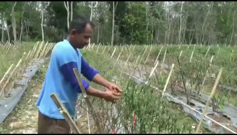 Akibat cuaca ekstrem, puluhan hektare tanaman cabai di Kampung Gedung Aji Harapan, Kecamatan Penawar Aji, Kabupaten Tulang Bawang, Lampung gagal panen.