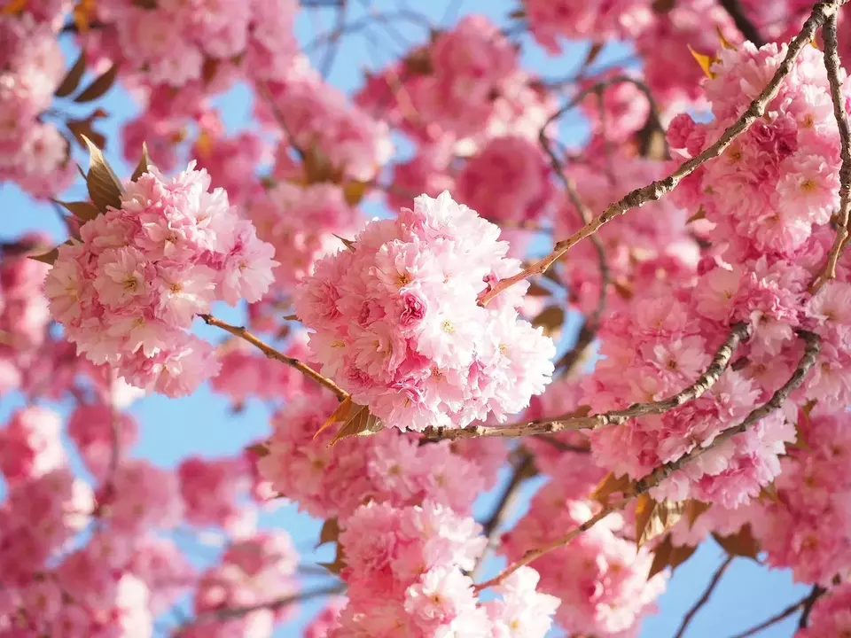 Ilustrasi bunga Sakura di Jepang. 