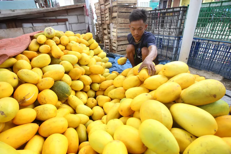 Pedagang merapihkan buah timun suri dagangannya di Kebayoran Lama, Jakarta, Kamis, 23 Maret 2023.