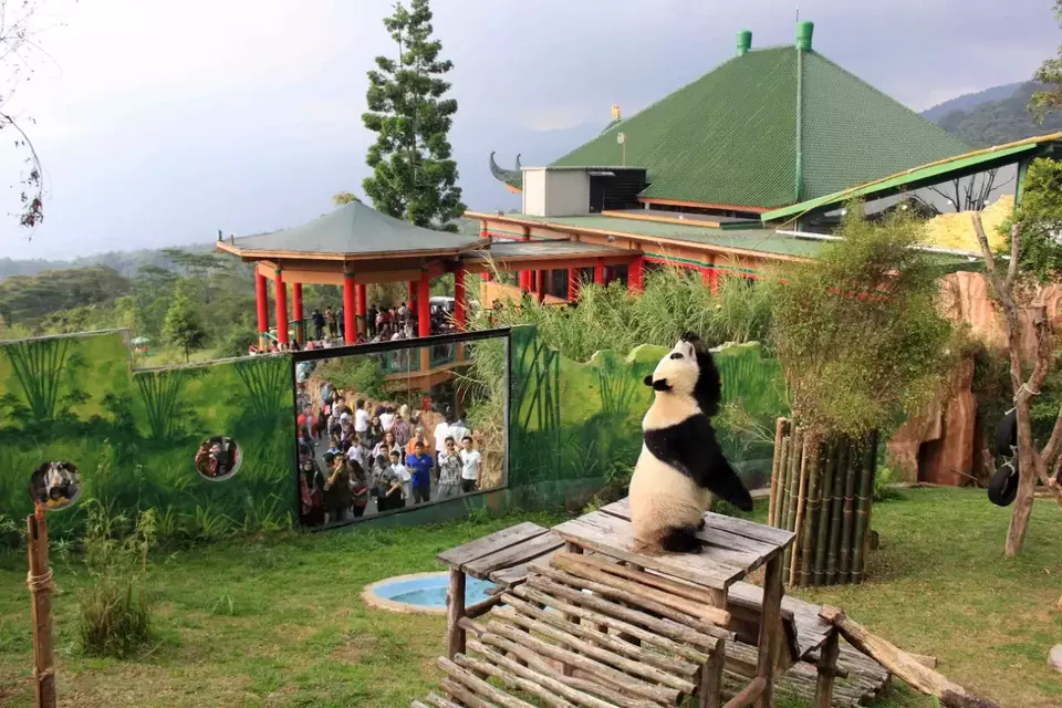 Istana Panda yang terletak di Taman Safari Bogor, Jawa-Barat. 