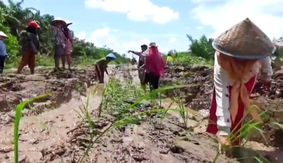 Belasan ibu-ibu di Kecamatan Rawapitu, Kabupaten Tulang Bawang, Lampung menanam padi di jalan yang rusak sebagai bentuk protes kepada Pemkab Tulang Bawang, Sabtu, 6 Mei 2023.