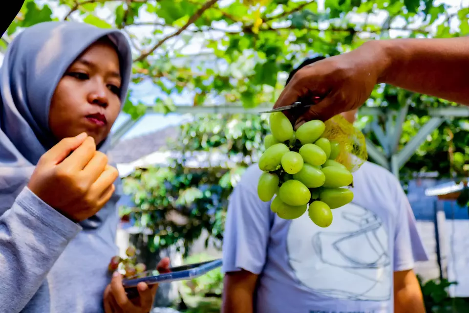 Aipda Firman Berhasil Budidaya Berbagai Jenis Anggur Impor Di Lahan