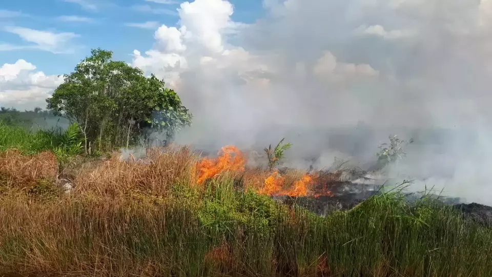 Kondisi kebakaran lahan di Desa Sungai Bakau, Kecamatan Matan Hilir Selatan, Kabupaten Ketapang, Kalimantan Barat, Jumat 9 Juni 2023. Diduga kuat lahan seluas 15 hektare ini sengaja dibakar. 