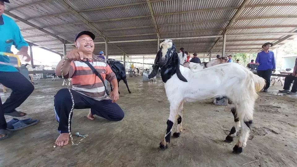 Sutomo, penyedia jasa salon kambing di Kudus Jawa Tengah.
