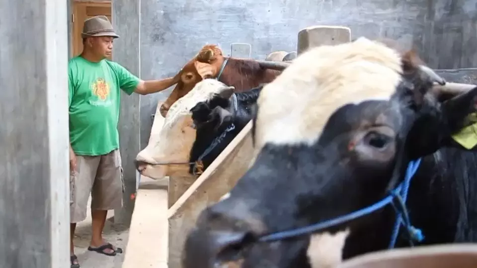 Kalangan peternak sapi di Blora, Jawa Tengah, merasakan kenaikan penjualan hewan kurban pada tahun 2023 ini.