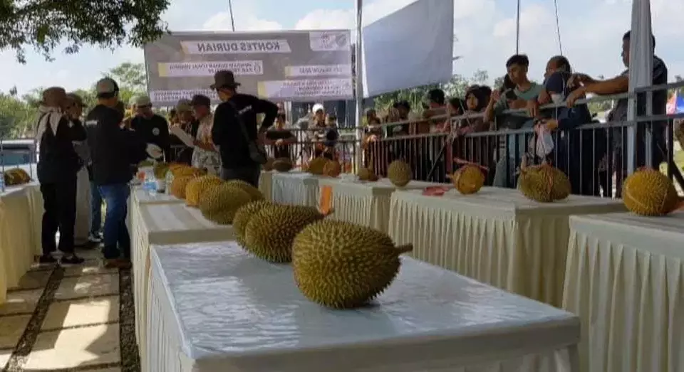 Puluhan Varietas Durian Trenggalek Ikuti Kontes Durian Lokal Puluhan Varietas Durian Trenggalek Ikuti Kontes Durian Lokal