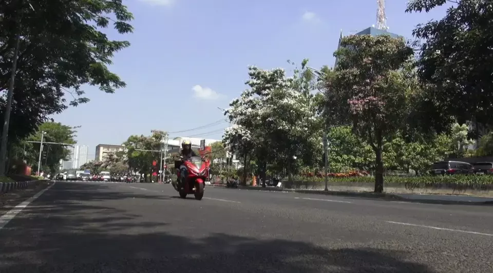 Bunga Tabebuya Bermekaran Bikin Suasana Surabaya Berasa Negeri Sakura