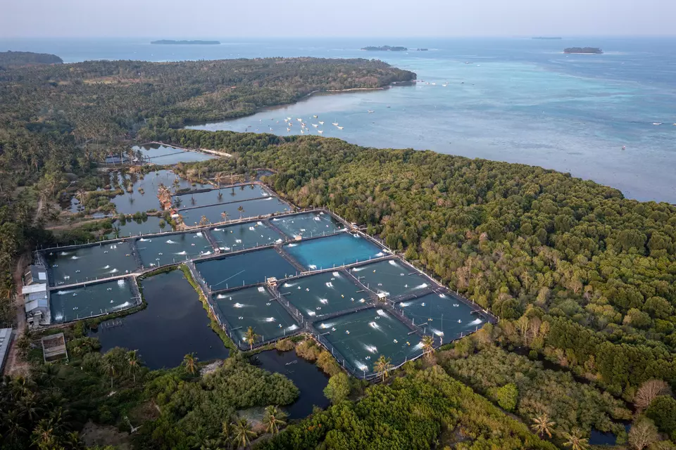 Foto udara tambak udang vaname intensif di sekitar area hutan mangrove tepi pantai Desa Kemujan, Karimunjawa, Jepara, Jawa Tengah, Senin, 18 September 2023.