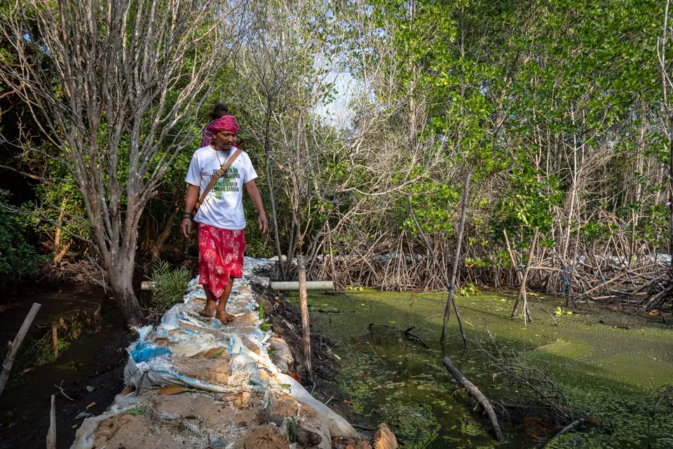 Ketua komunitas pegiat lingkungan Lingkar Juang Karimunjawa Bambang Zakariya berjalan di sekitar hutan mangrove yang tercemar sisa limbah tambak udang vaname intensif di tepi pantai Desa Kemujan, Karimunjawa, Jepara, Jawa Tengah, Senin, 18 September 2023.