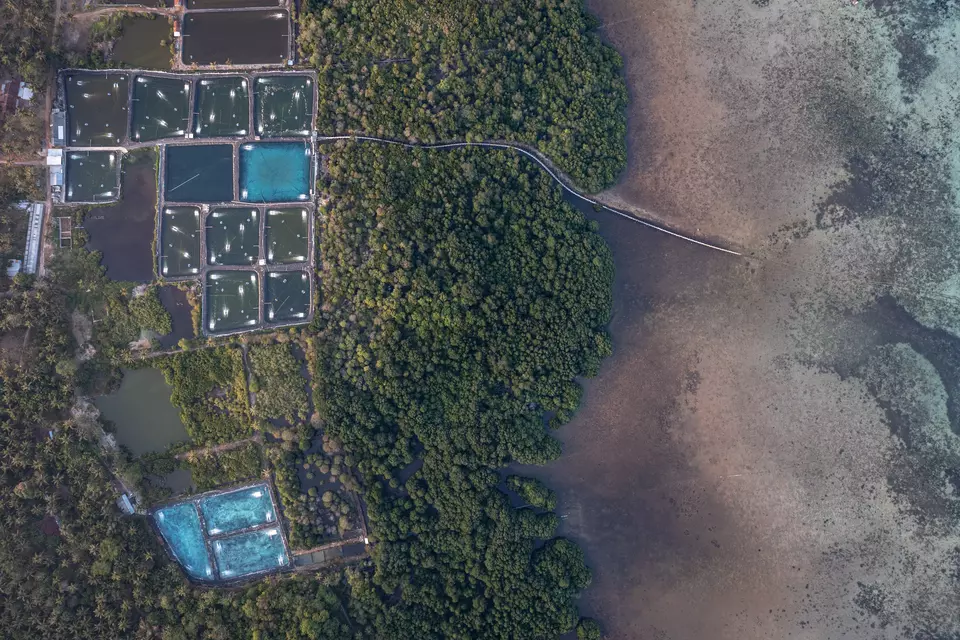 Foto udara tambak udang vaname intensif di sekitar area hutan mangrove tepi pantai Desa Kemujan, Karimunjawa, Jepara, Jawa Tengah, Senin, 18 September 2023.