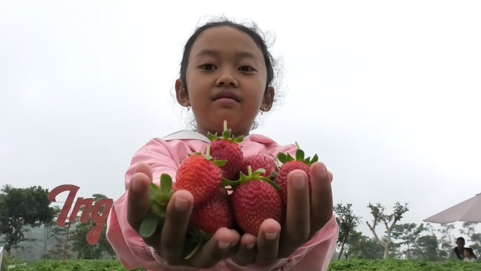 Wisata Petik Buah Strawberry, Destinasi Agrowisata Tawarkan Liburan Seru