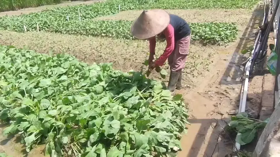 
Sejumlah petani di Kelurahan Mugirejo, Kecamatan Sungai Pinang, Kota Samarinda, terpaksa memanen lebih awal tanaman sawi dan bayam yang sebagian besar rusak akibat diterjang banjir besar, Minggu 17 Desember 2023