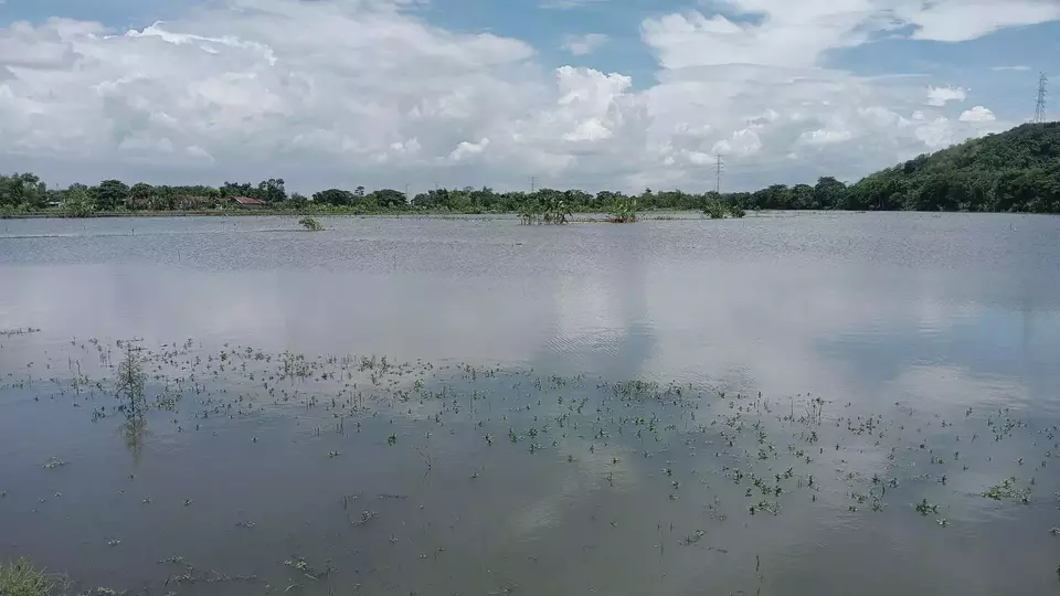Sekitar 25 hektare sawah di Kecamatan Gantiwarno, Kabupaten Klaten, Jawa Tengah terendam banjir akibat Sungai Pleret meluap setelah diguyur hujan lebat, Kamis 1 Februari 2024.