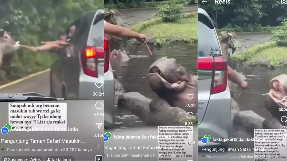 Pengunjung Taman Safari, Cisarua, Bogor, Jawa Barat melakukan tindakan tidak terpuji karena memberikan makan hewan dengan cara yang berbahaya.