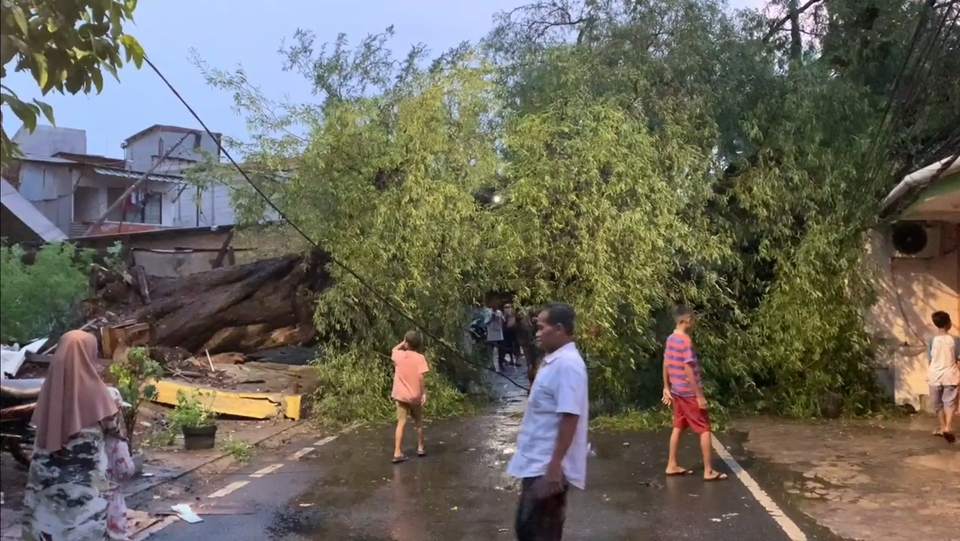 Hujan Deras Disertai Angin Kencang Tumbangkan Pohon Asem Raksasa Di Menteng