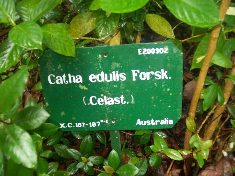 Zat baru narkoba, cathinone berasal dari tumbuhan catha edulis (Khat), yang banyak tumbuh di Afrika dan Arab.