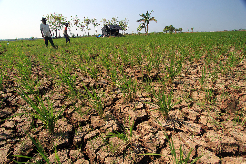 Jaringan Irigasi Rusak 800 Ha Sawah Kekeringan Di Kerinci