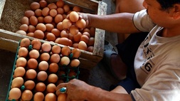 Konsumen Telur di Indonesia Layak Dapat Perlindungan Keamanan Pangan