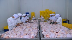 Harga Daging Ayam Naik, Begini Dampaknya bagi Saham CPIN dan JPFA