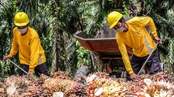 Beda Nasib dengan Batu Bara, Bisnis Sawit Astra (ASII) Meredup
